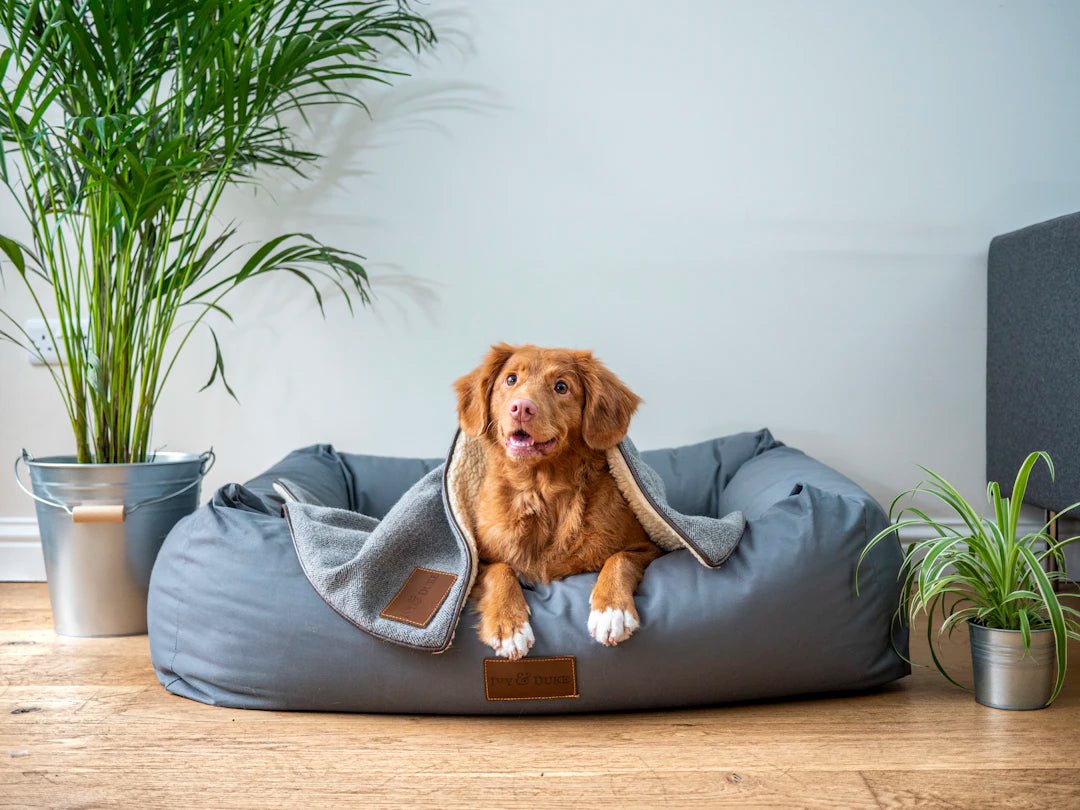 Washing Pet Blankets: Keeping Them Fresh - Clean Guy