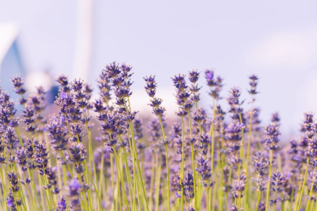 Discover the Power of Natural Fragrances in Laundry - Clean Guy